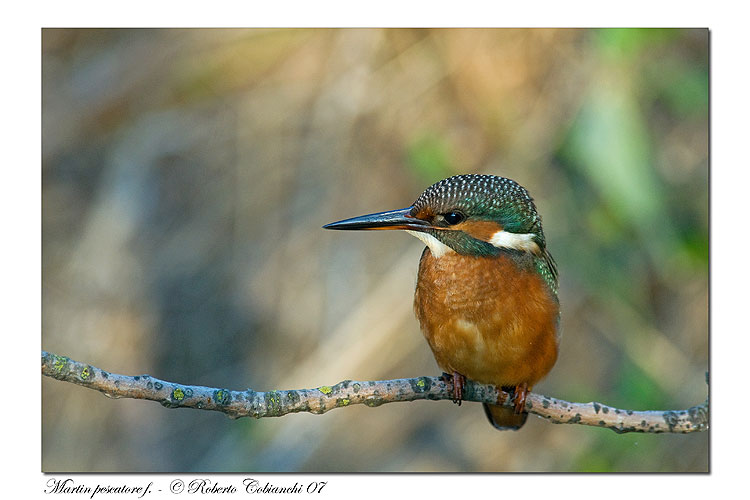 Martin pescatore -  Alcedo atthis
